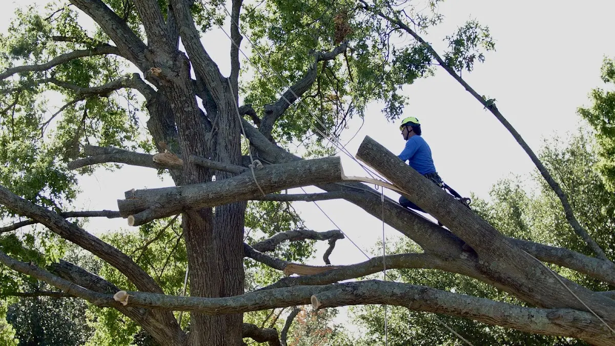 Professional Hazardous Tree Removal performed by certified arborists in Kinney